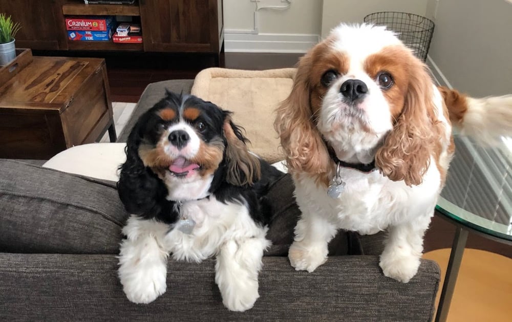 dogs-1